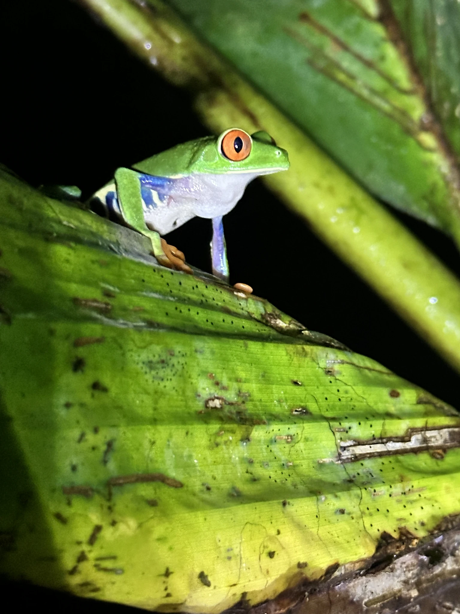 Costa Rica — frame 1